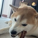 Pet snack(펫스낵) 이미지