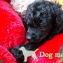 도그애견샵 이미지