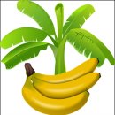 바나나 이미지