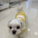 올리스 펫 호텔 네이버블로그