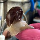 샤브마니아 홍성점 | [홍성 남당항 새조개축제 ] 지금이 제철! 새조개샤브샤브 후기