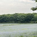 한국아그로 | 당진 예산 ㅣ 아그로랜드 태신목장 수레국화 개화 상황 (우유농가 카페)