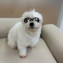 조은동물병원 | 전민동 애견미용 조은동물병원