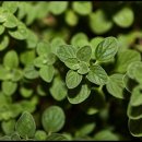 허브와야채 이미지