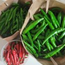 순금농장 이미지