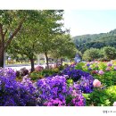 진안마이돈 이미지