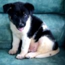 바둑이연구소 이미지