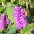 호두구름이네 이미지