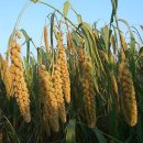 하늬보름 이미지