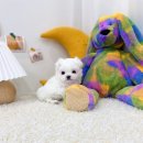 유앤미펫 강아지분양 고양이분양 일산점 이미지