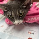 샐리동물병원 이미지