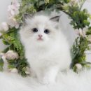 대구고양이분양 도로시펫 이미지