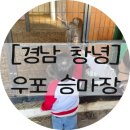 칠곡승마장 | 경남 창녕 아기와 가볼 만한 곳 우포승마장 수유실
