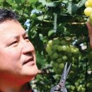 영광포도원 이미지