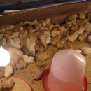 양지농원 이미지