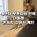 더플래 - 1042 | 강아지계단 9년차 보호자의 선택, 더플래 논슬립 강아지계단 후기