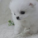 YOMIDOG