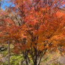 깊은골캠핑장 | [무주|깊은골캠핑장] 쑥이네,🍂무주 깊은골캠핑장 C12사이트 단풍캠 후기⛺️ 가을 감성 제대로 즐기다🍁