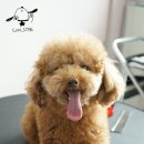 루피펫살롱 이미지