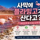사막에 플라밍고가 산다고? 🦩 남미에서만 볼 수 있는 신기한 풍경 이미지