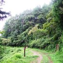 상관 공기마을 편백숲 이미지