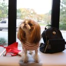 아이앤지동물병원 이미지