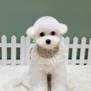 카멜리몽 이미지