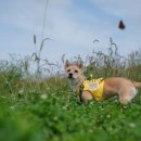 주식회사 제주펫 이미지