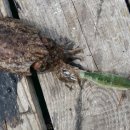 소망주꾸미 이미지