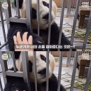 판다탕후루 이미지