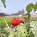 담산농장 이미지