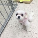 고고펫살롱 이미지