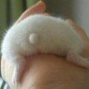 궁댕이