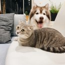 미지트 이미지