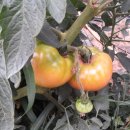 찬희농장 이미지