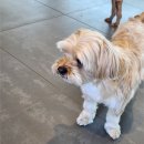 아이뽀 애견 유치원 호텔 | 김포애견호텔 노견 맡기고 안심했던 라인하트 애견호텔애견유치원 내돈내산 후기