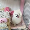 가위공쥬 이미지