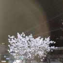 익산(솜리/이리)야행 이미지