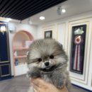 달링하이 포항점 | 포항 강아지 분양 달링하이 포항점 귀여운 포메라니안 분양