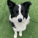 고쳐줄개 이미지