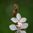 에클레시아 이미지