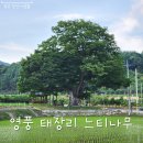 영풍 태장리 느티나무 이미지