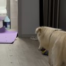 놀로동물행동클리닉 이미지