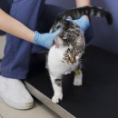 디디그루밍 이미지