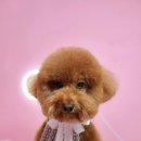 애견매니아 이미지