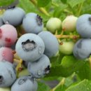 김진득 농장 이미지