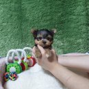 애견왕국 | 광주애견분양 펫왕국에서 만난 시바견