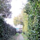 제주 도련동 귤나무류 이미지