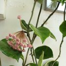 운정사랑약국 이미지