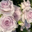 바이올렛 이미지